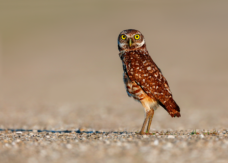 Burrowing Owl