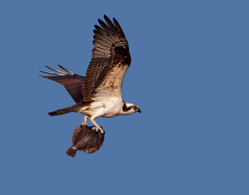 Osprey