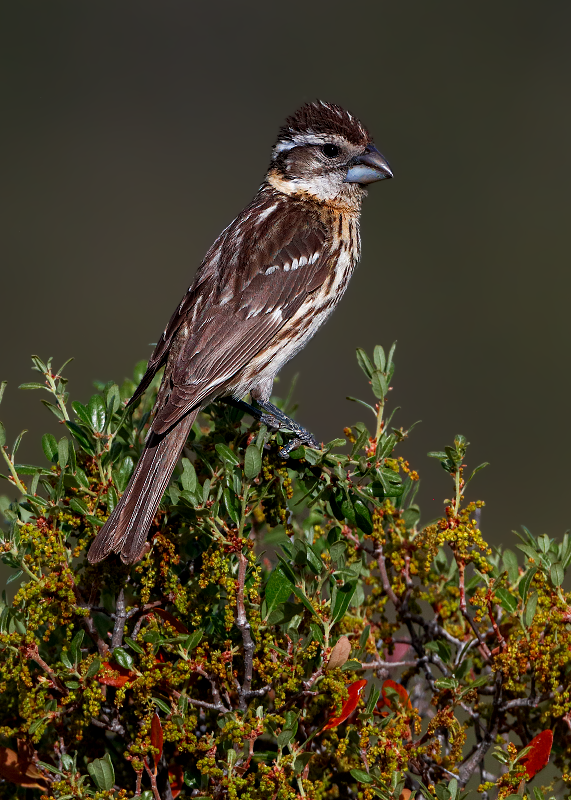 Black-headed Grosbeak