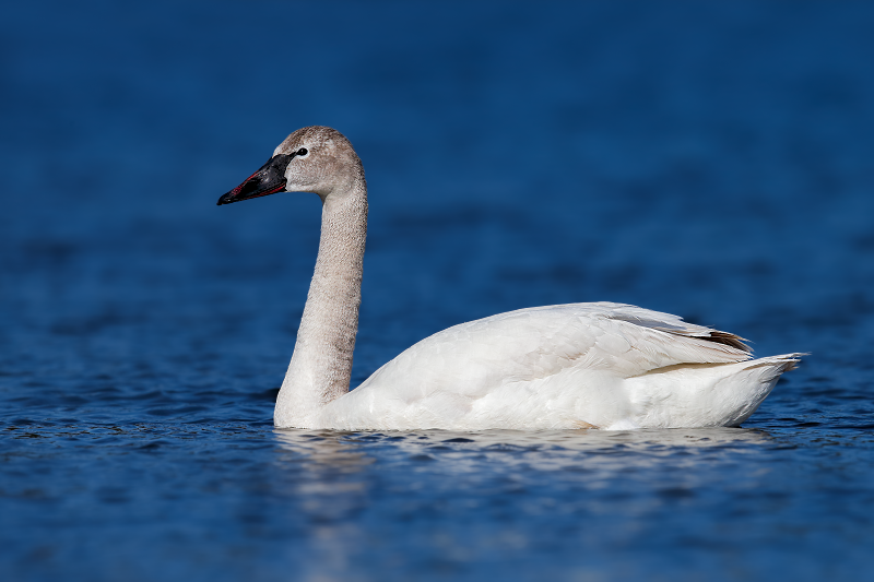 Trumpeter Swan