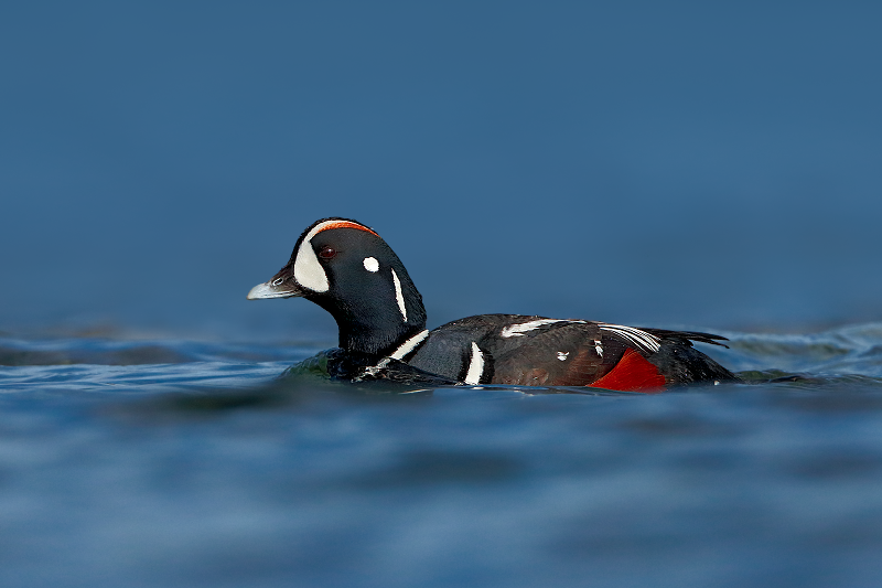 Harlequin Duck