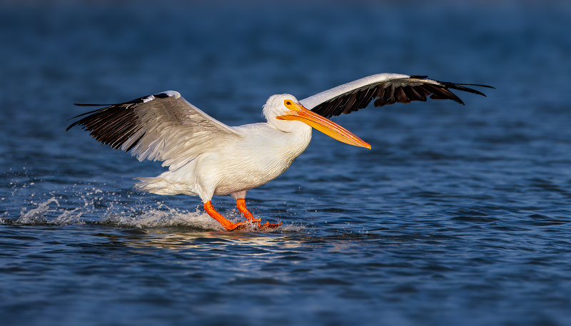 American White Pelican