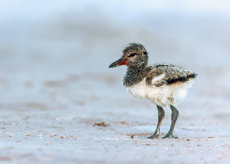 American Oystercatcher