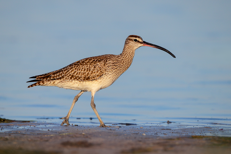 Whimbrel