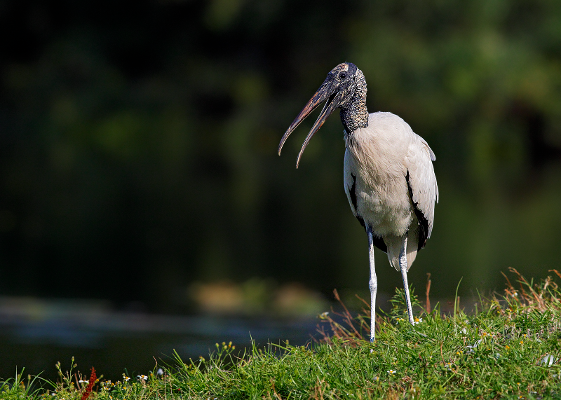 Wood Stork
