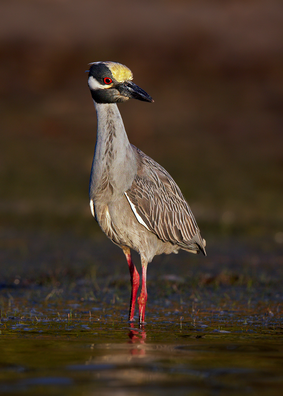 Yellow-crowned Night-Heron