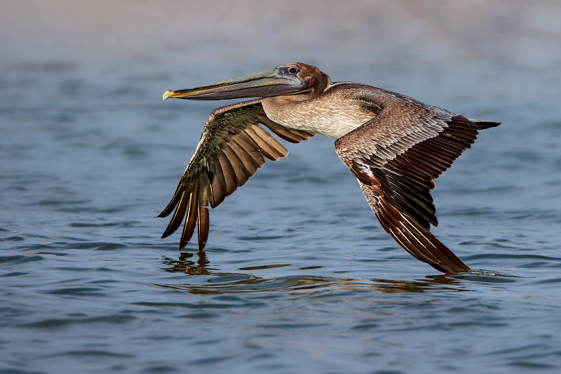 Brown Pelican