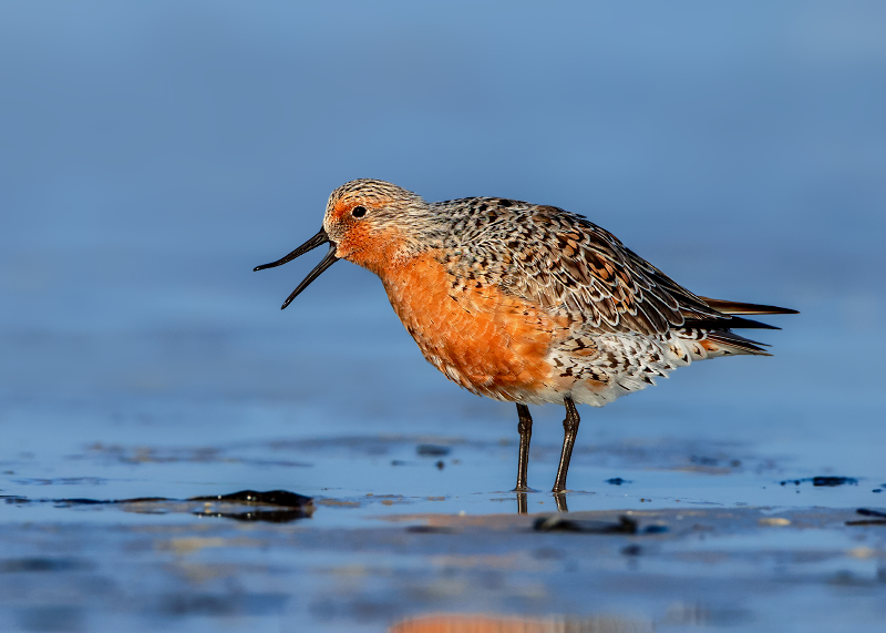 Red Knot