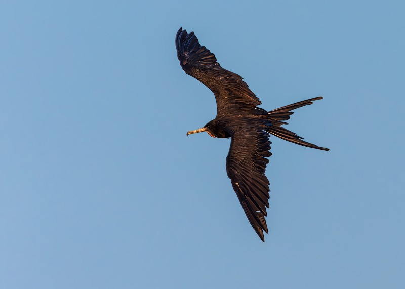 Magnificent Frigatebird