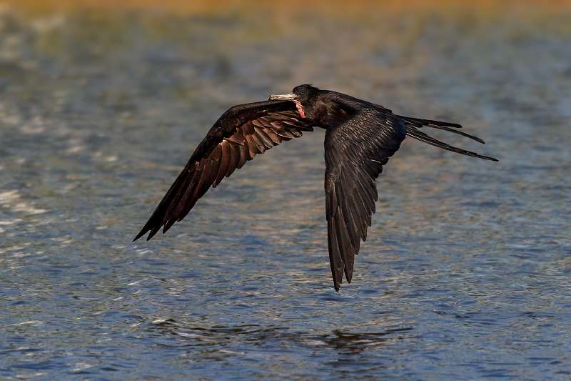 Magnificent Frigatebird