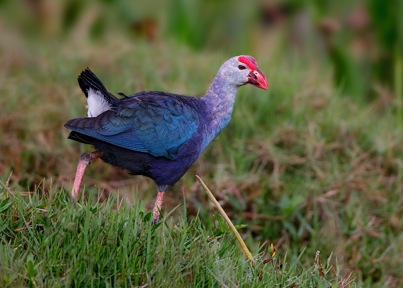 Purple Swamphen