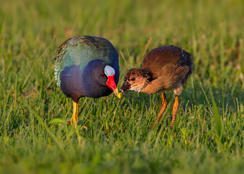 Purple Gallinule