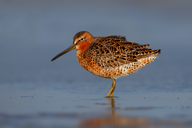 Short-billed Dowitcher