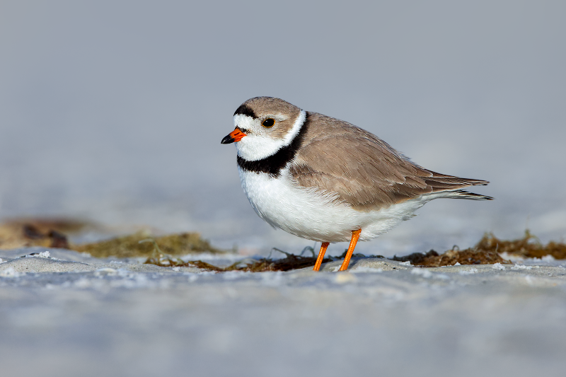 Piping Plover