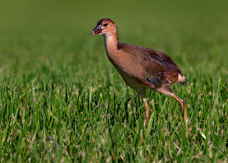 Purple Gallinule
