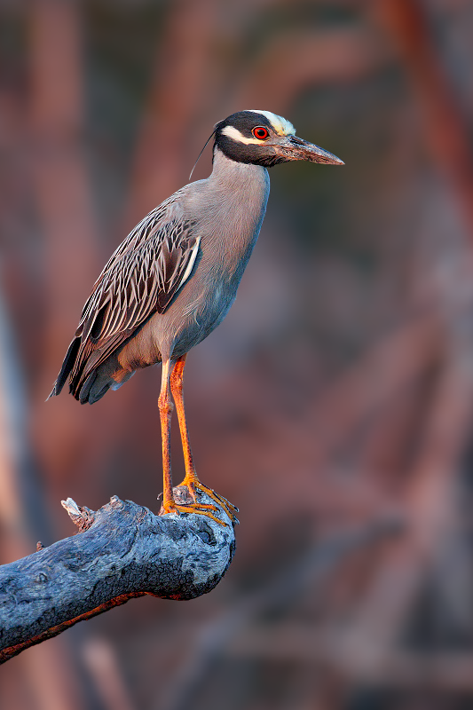 Yellow-crowned Night-Heron