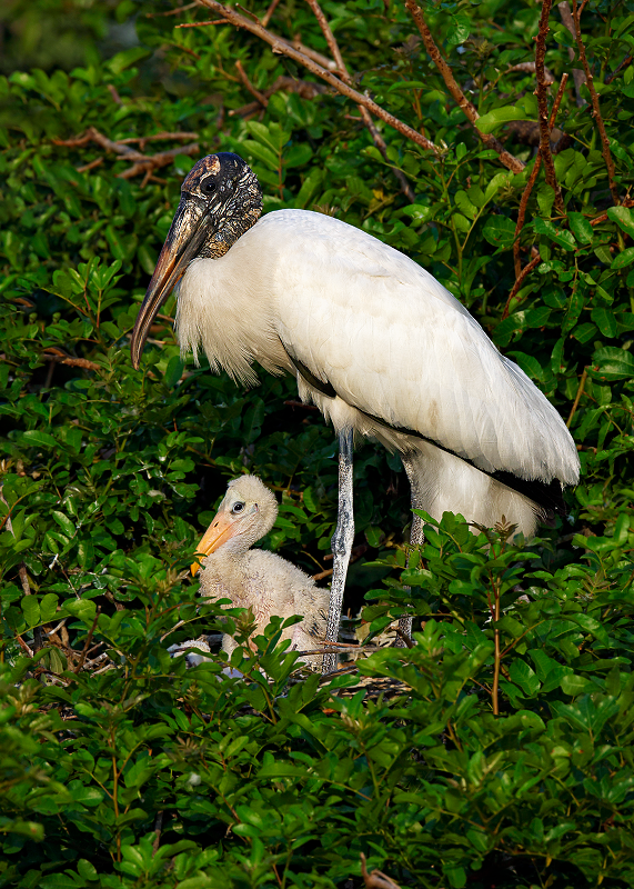 Wood Stork