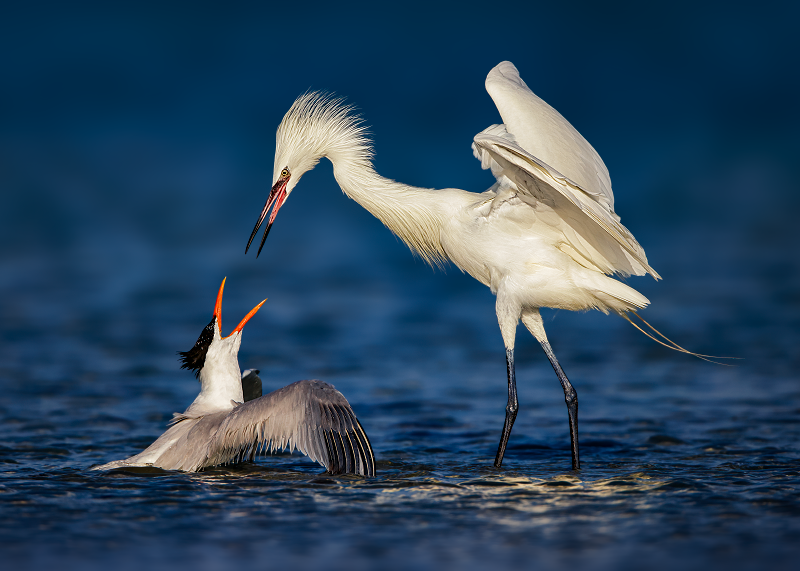 Royal Tern / Reddish Egret 