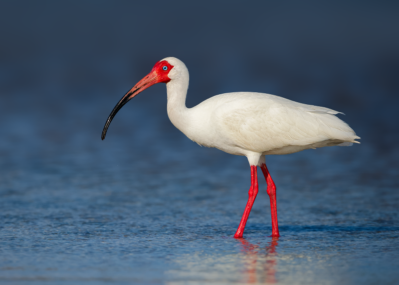 White Ibis