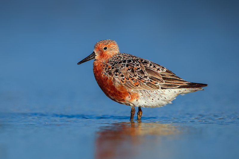 Red Knot