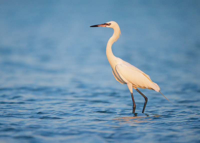 Reddish Egret 