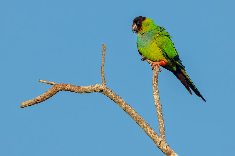 Nanday Parakeet