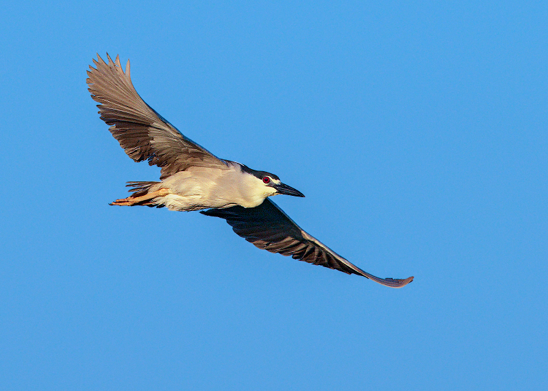 Black-crowned Night-Heron