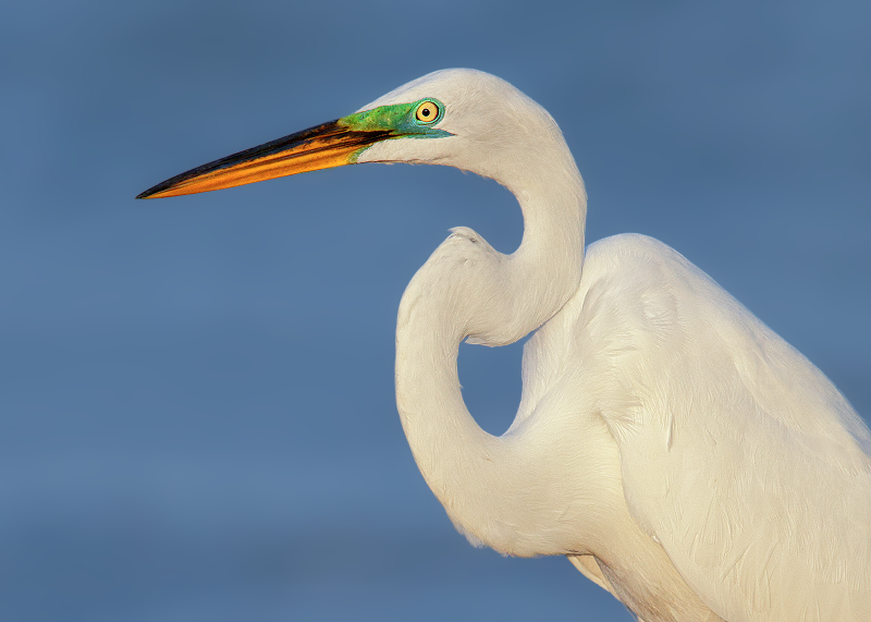 Great Egret