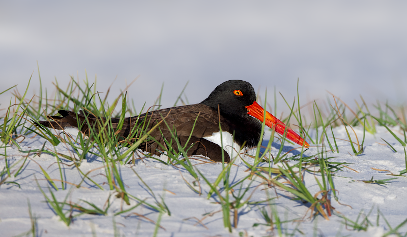 American Oystercatcher