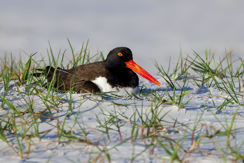American Oystercatcher