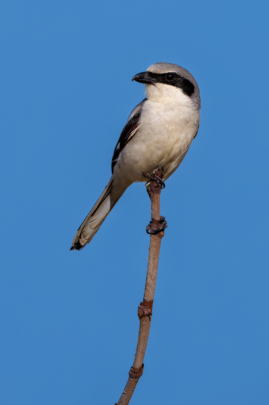 Loggerhead Shrike