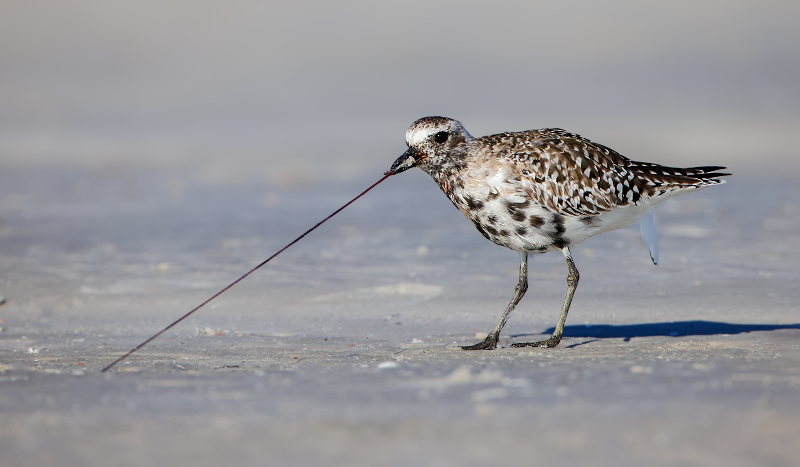 Black-bellied Plover
