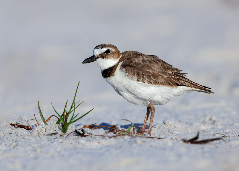 Wilson's Plover
