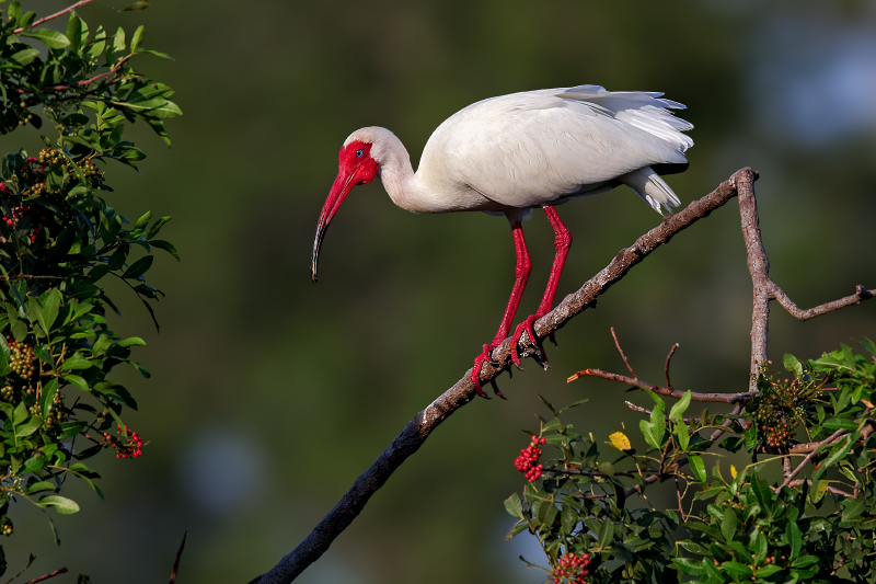 White Ibis