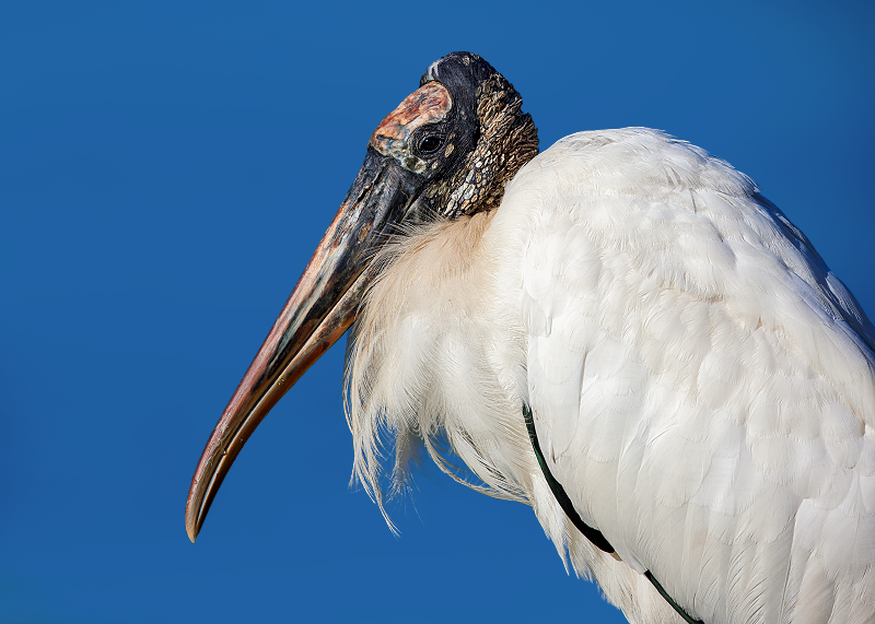 Wood Stork