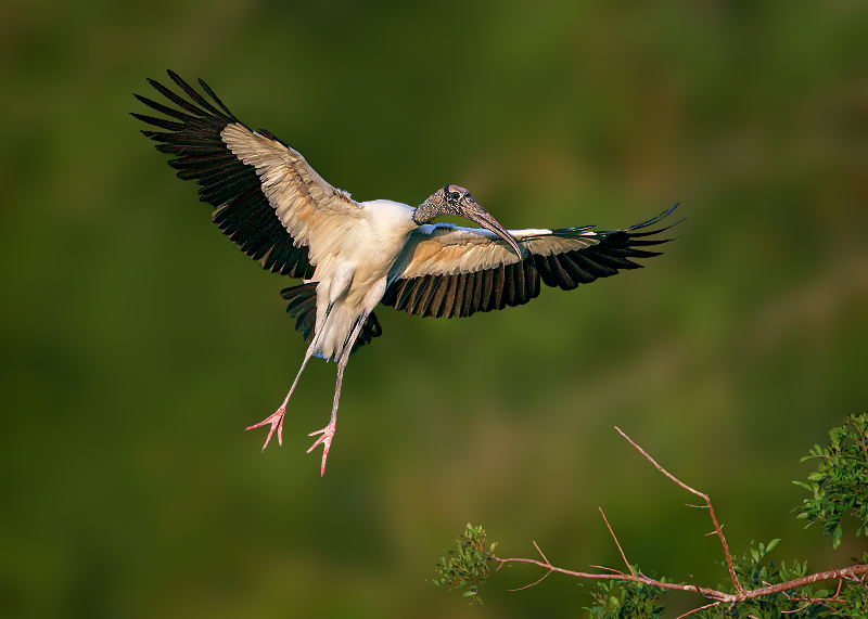 Wood Stork