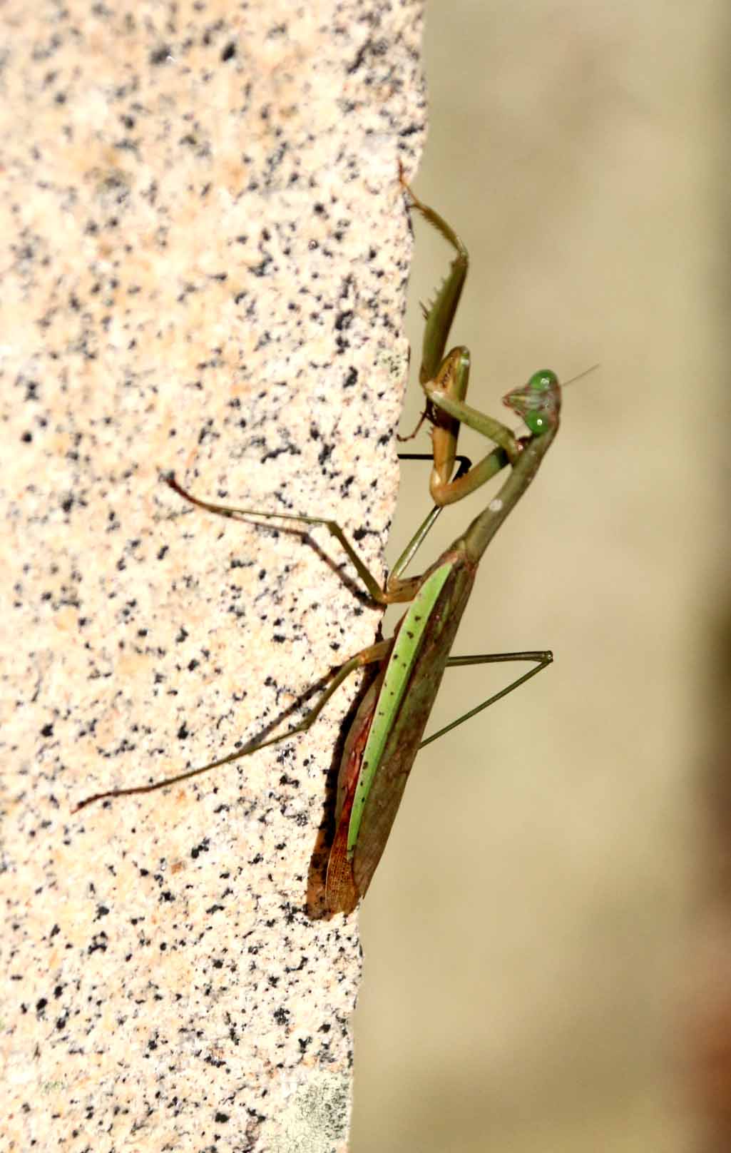 IS THIS A PREYING MANTIS OR A PRAYING MANTIS - IT IS NEAR A SHRINE