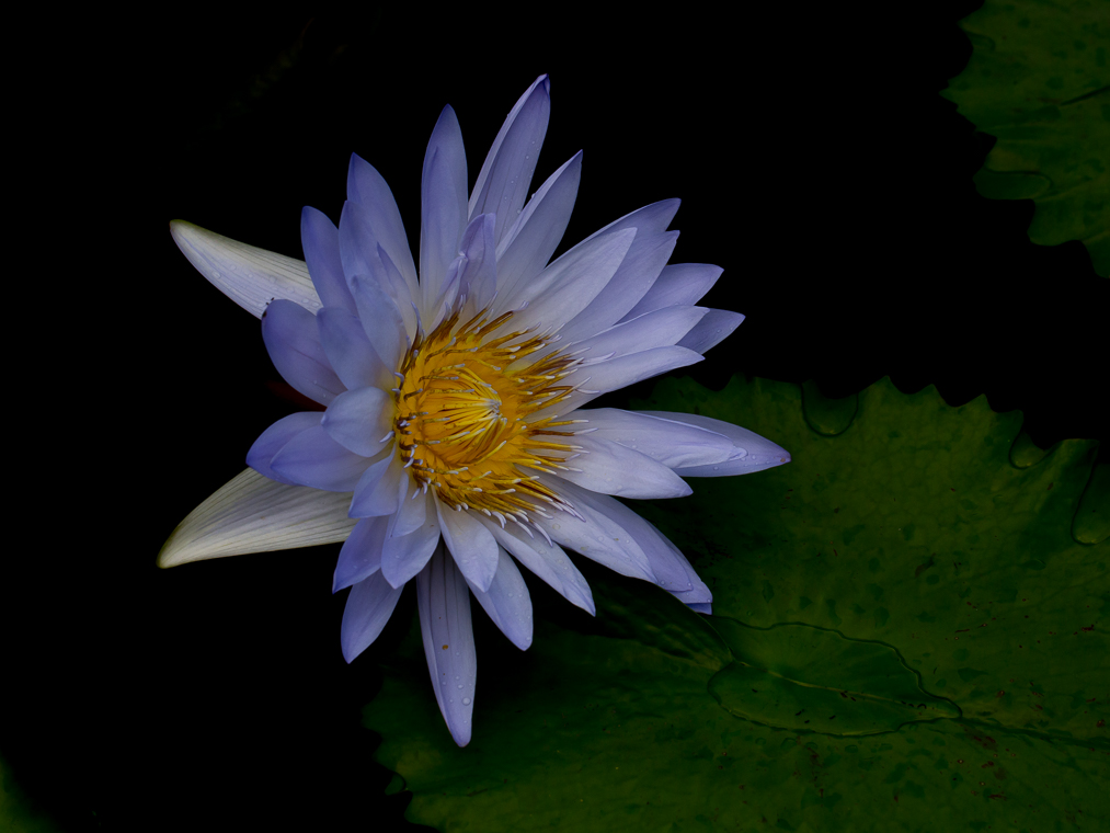 Longwood 17AUG2019-6955.jpg