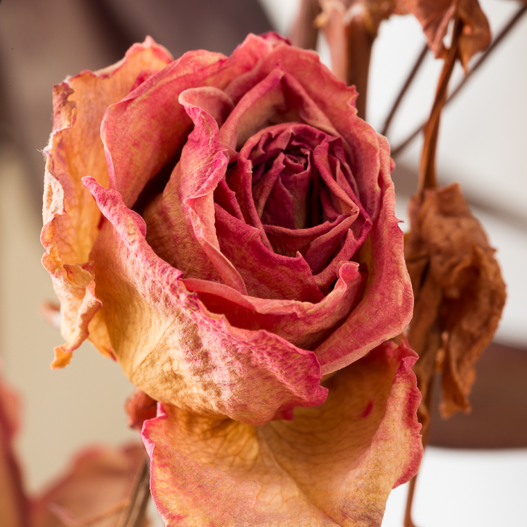 An Aged Rose 30AUG2019-7292.jpg