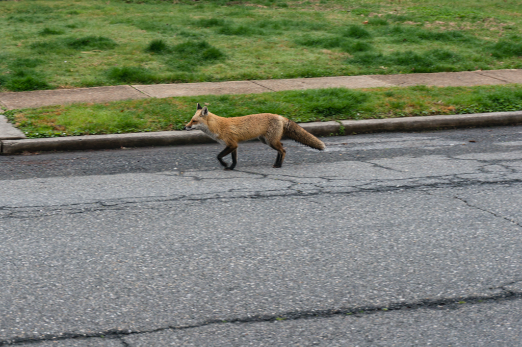 Fox_3-2499.jpg