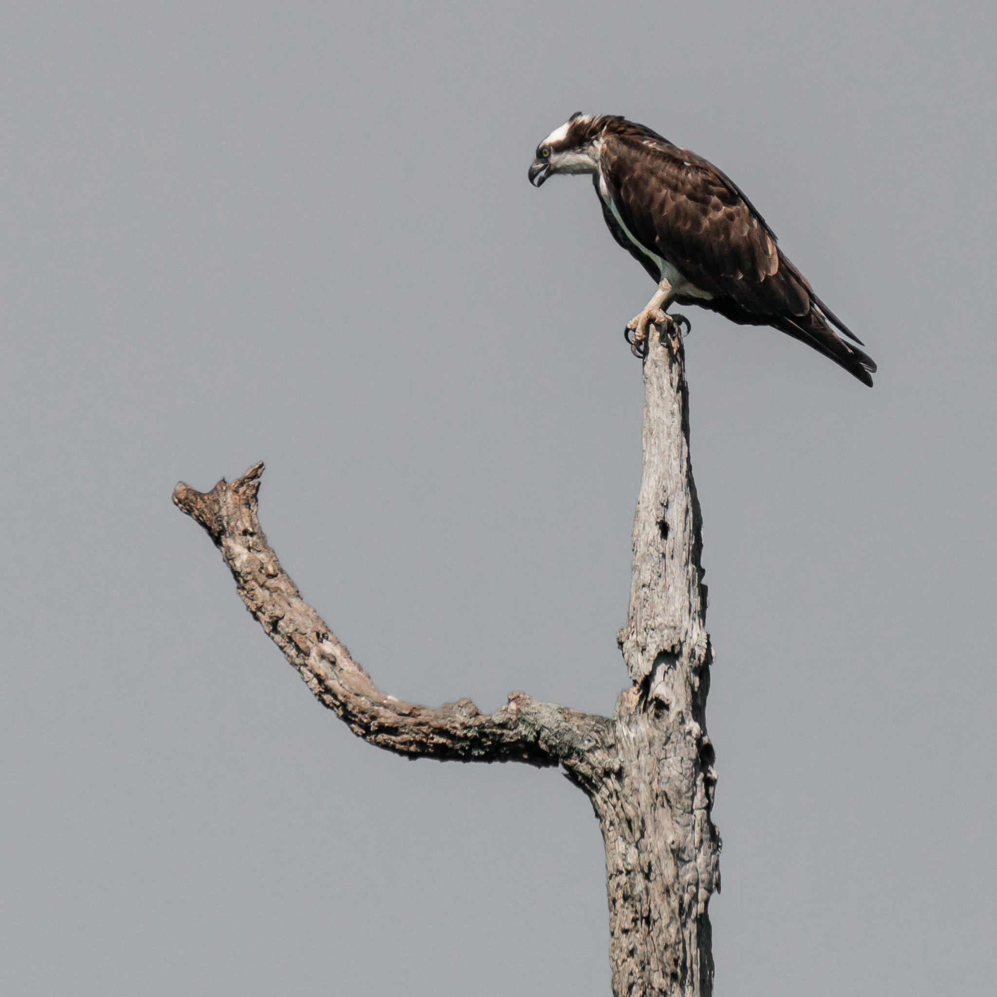 Osprey On A Stick Desaturated BlueandYellow-2811.jpg