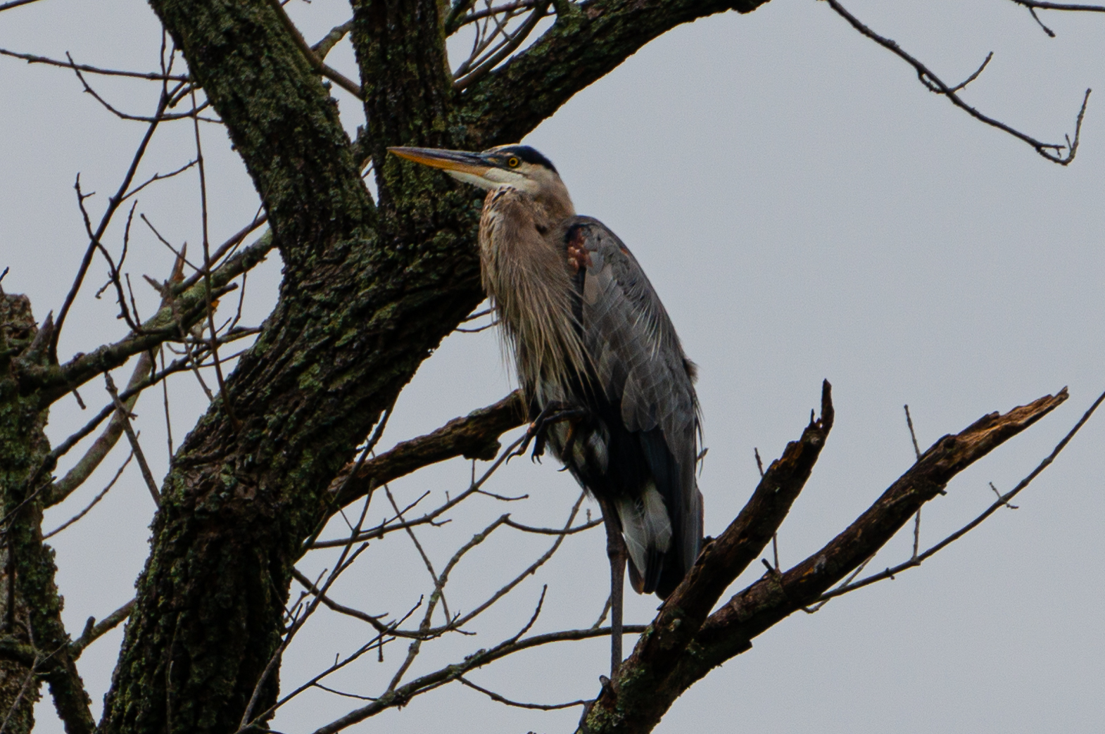 Mariners Point Heron In Tree_1-4171.jpg