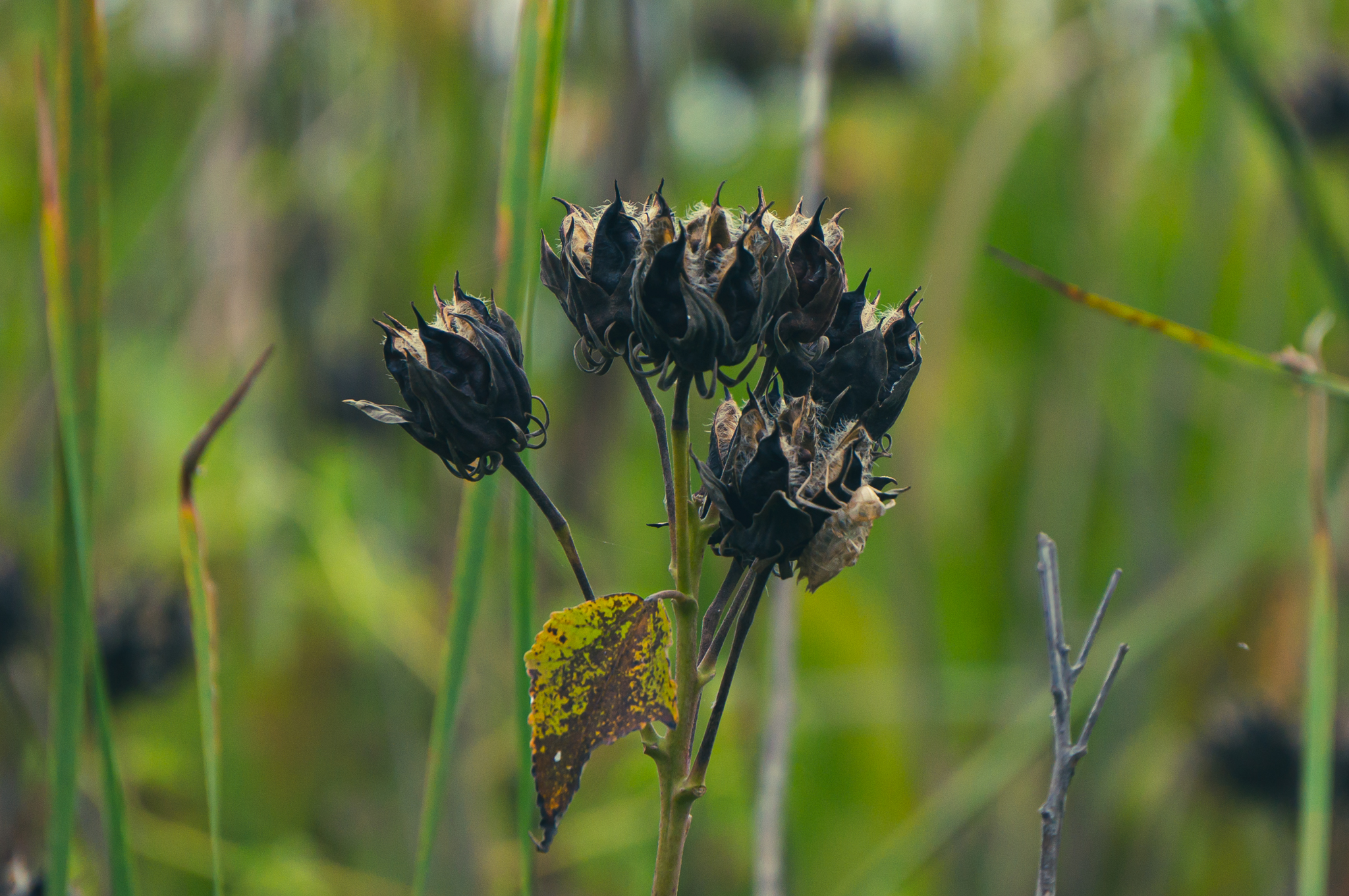 Mariners Point BugShell_1-4158.jpg