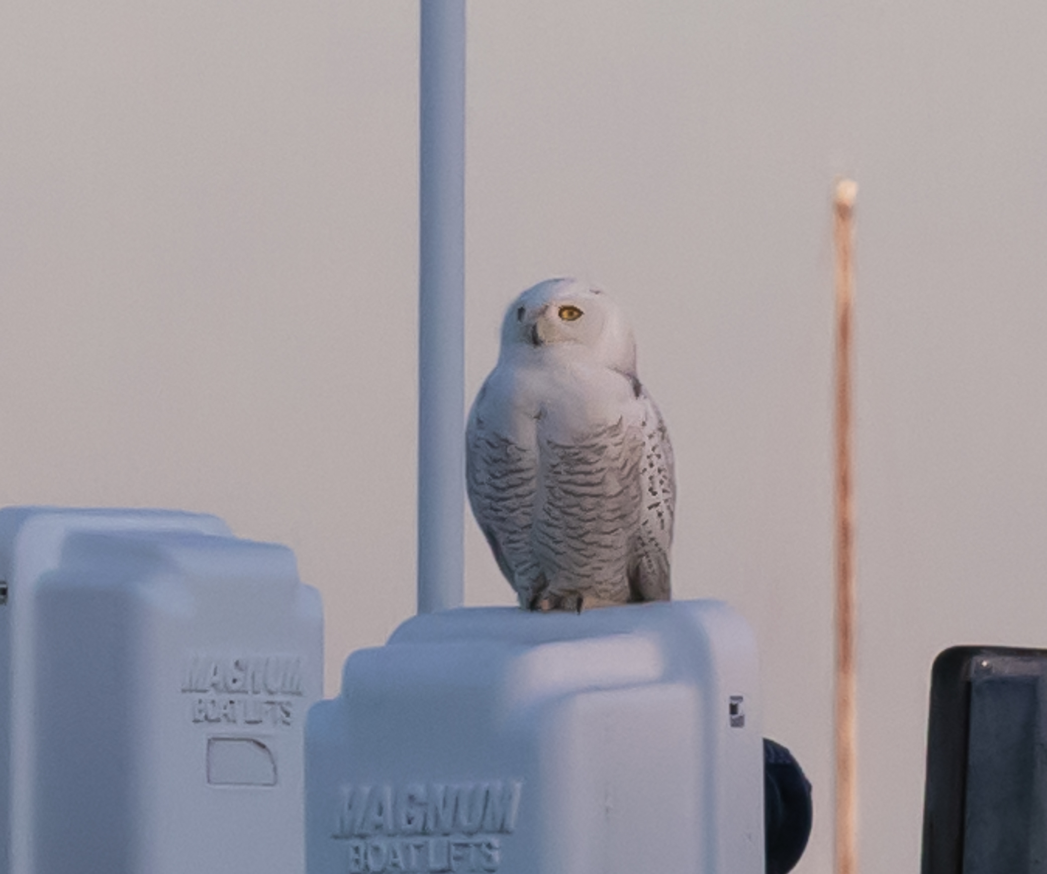 Snowey Owl_1_cropped and larger-3244.jpg