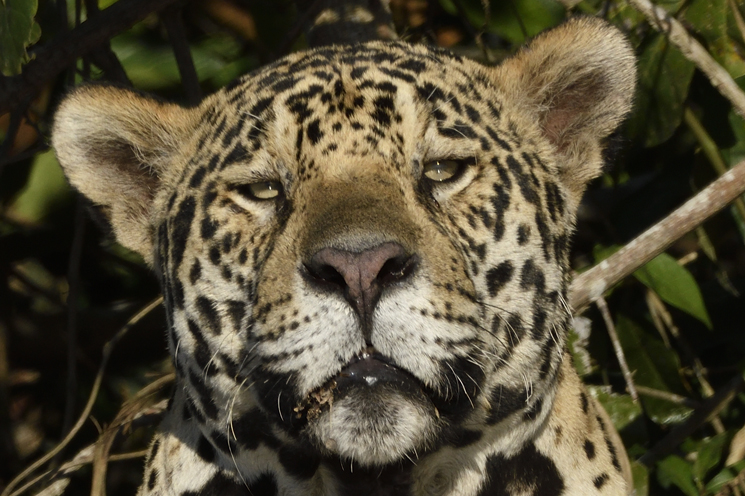 Sights from the Pantanal 2019