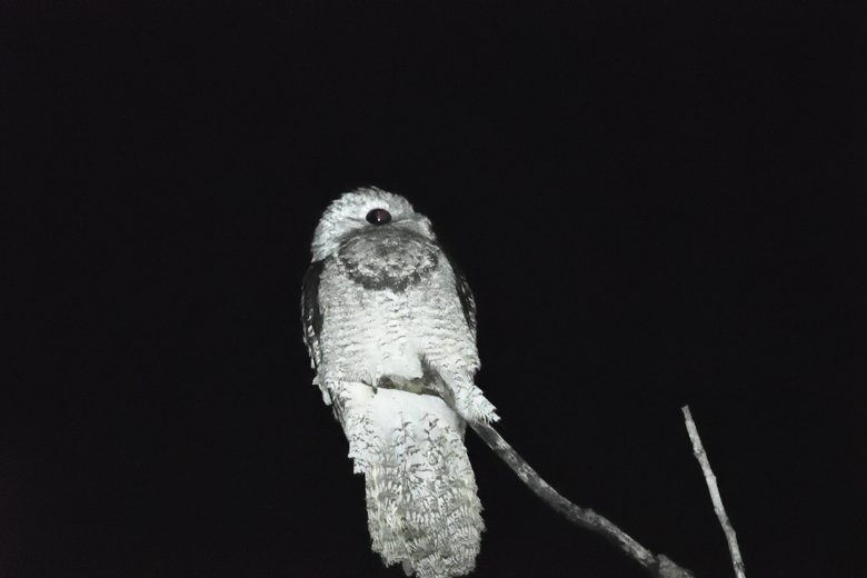 Sights from the Pantanal 2019
