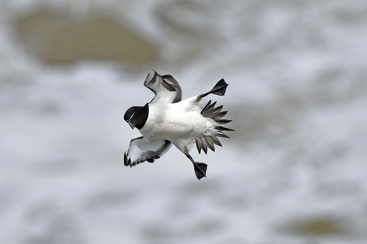 Razorbill