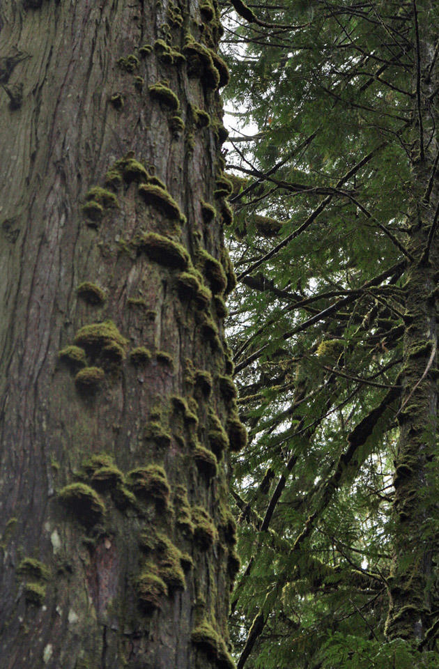 Pacific Rim NP9