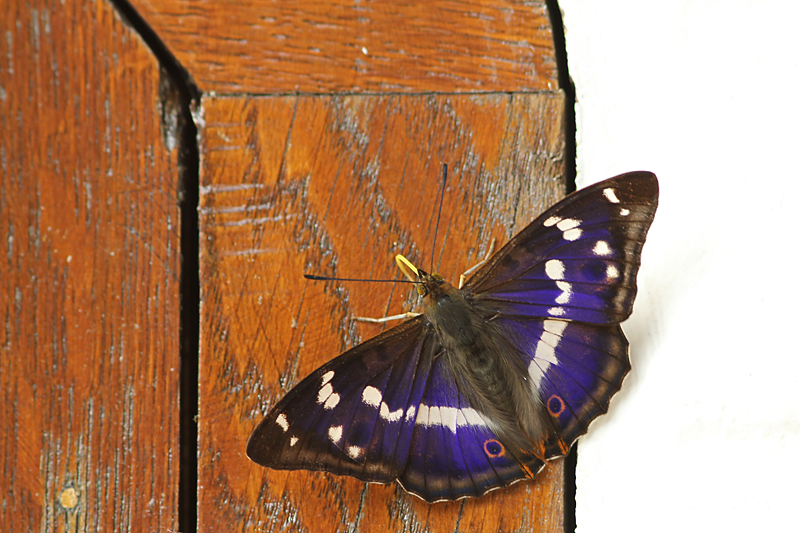 Grote Weerschijnvlinder