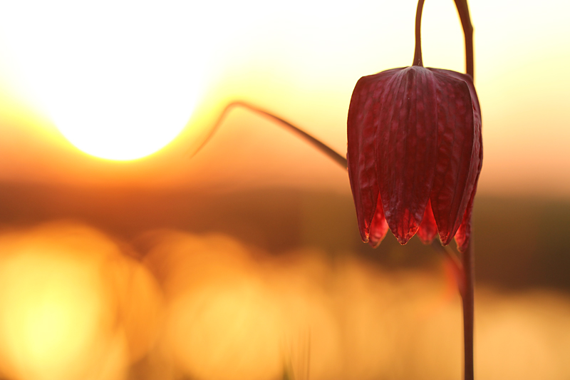 Kievitsbloem